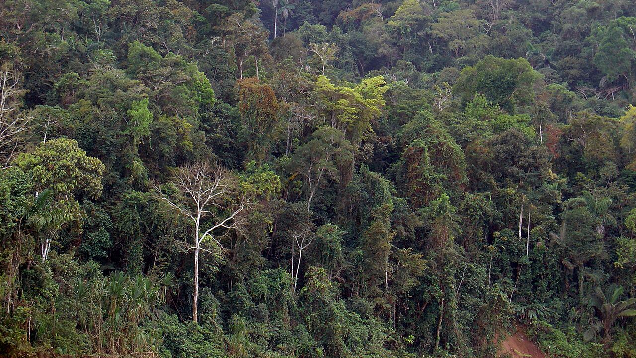 Albero cade su auto, coniugi salvi (per miracolo)