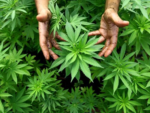Microsoft, dopo LinkedIn punta sulla marijuana