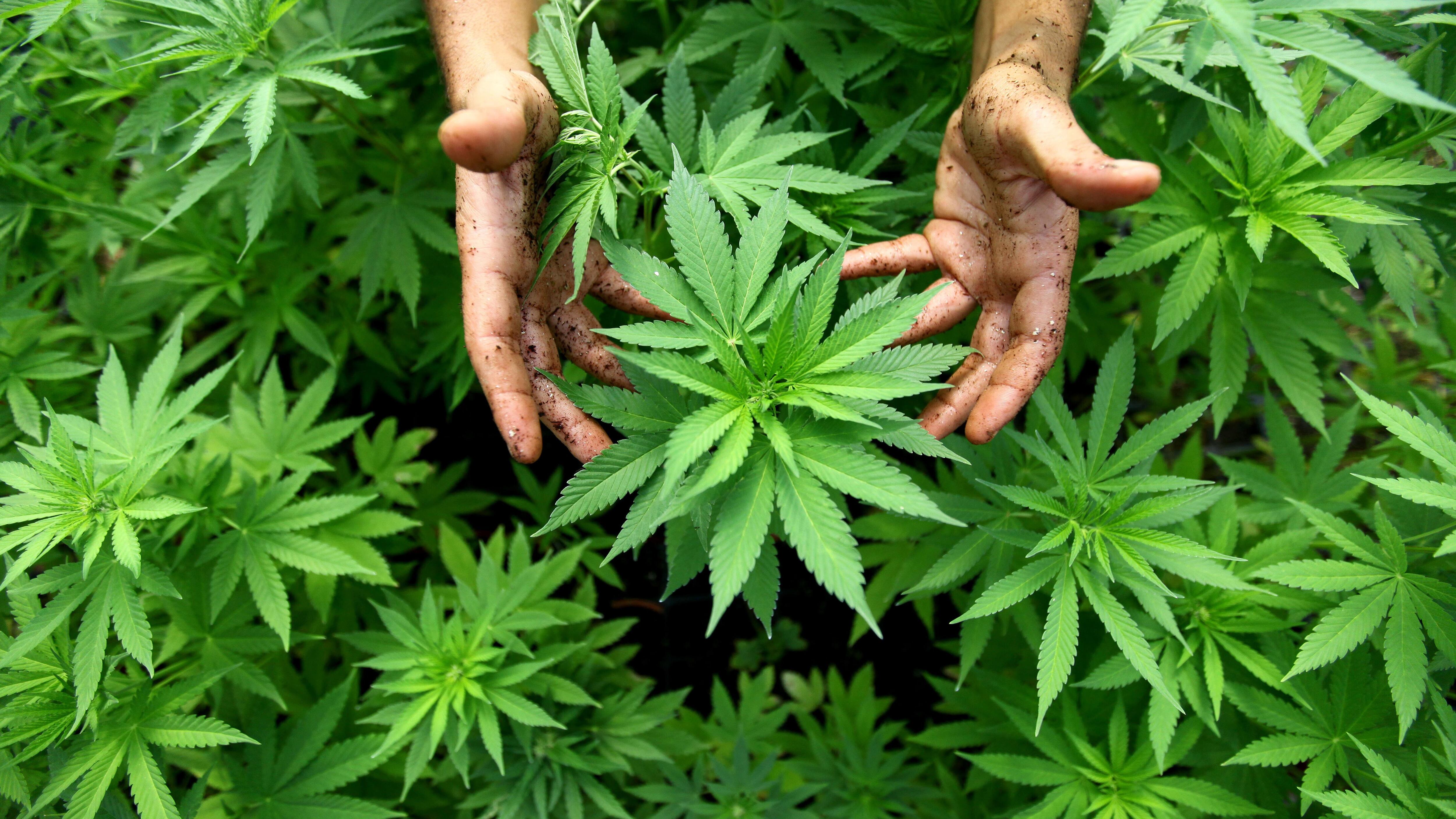 Microsoft, dopo LinkedIn punta sulla marijuana