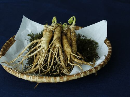 Ginseng, la radice che contrasta la stanchezza psico-fisica