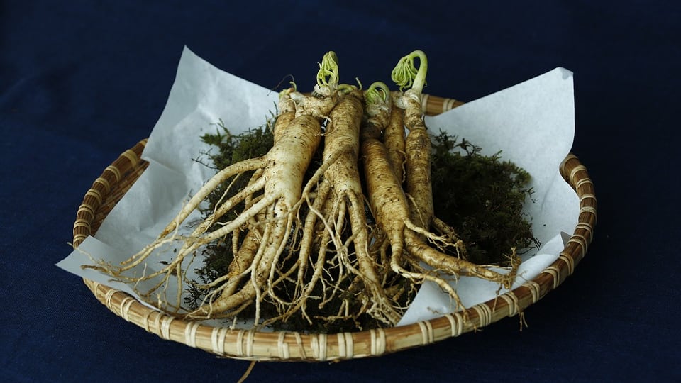 Ginseng, la radice che contrasta la stanchezza psico-fisica