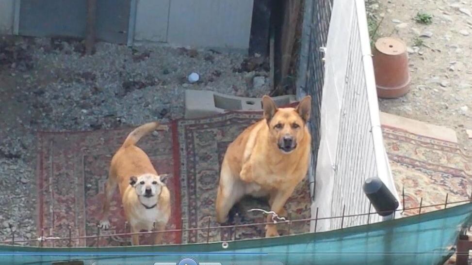 Dream, il cane beffato. Tutta l'Italia è solidale ma lui è di nuovo solo