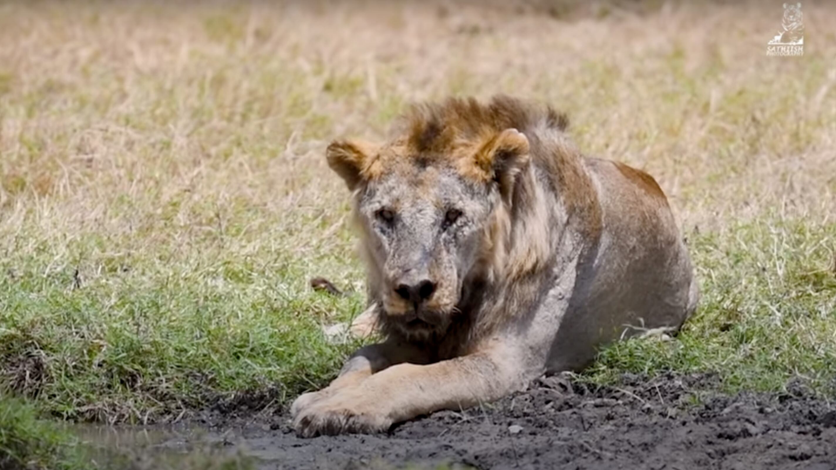 Il più vecchio leone d'Africa è stato ucciso: aveva 19 anni