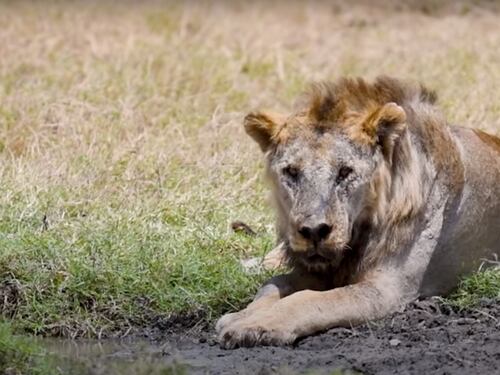 Il più vecchio leone d'Africa è stato ucciso: aveva 19 anni