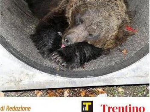 Presa l’orsa con i tre cuccioli: "Pericolosa, la abbatteremo"