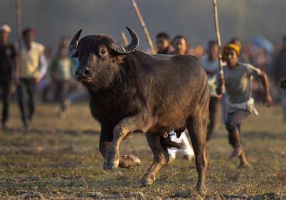 La corrida indiana: le immagini della lotta coi tori 5