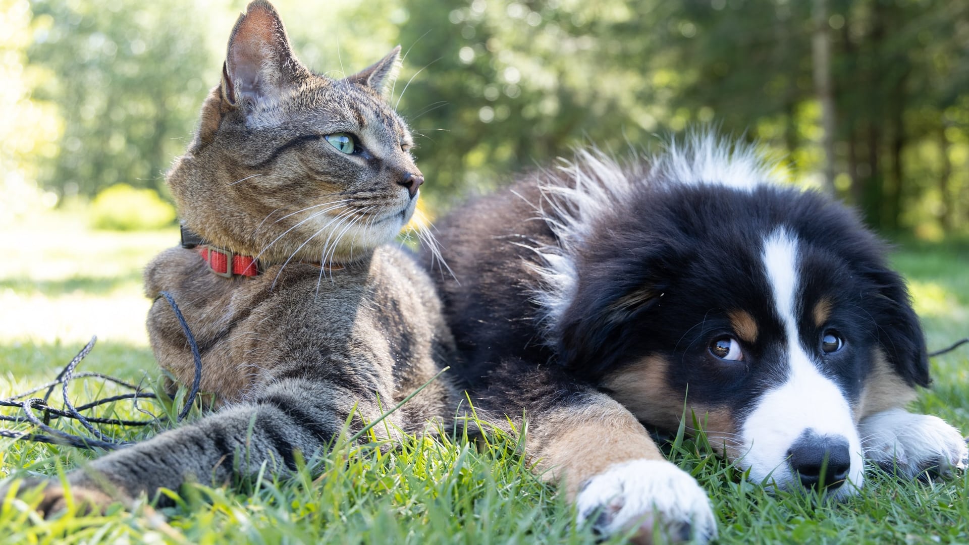 Collari AI per capire cani e gatti: ecco i dispositivi che promettono di farli parlare. Peccato che non traducano niente