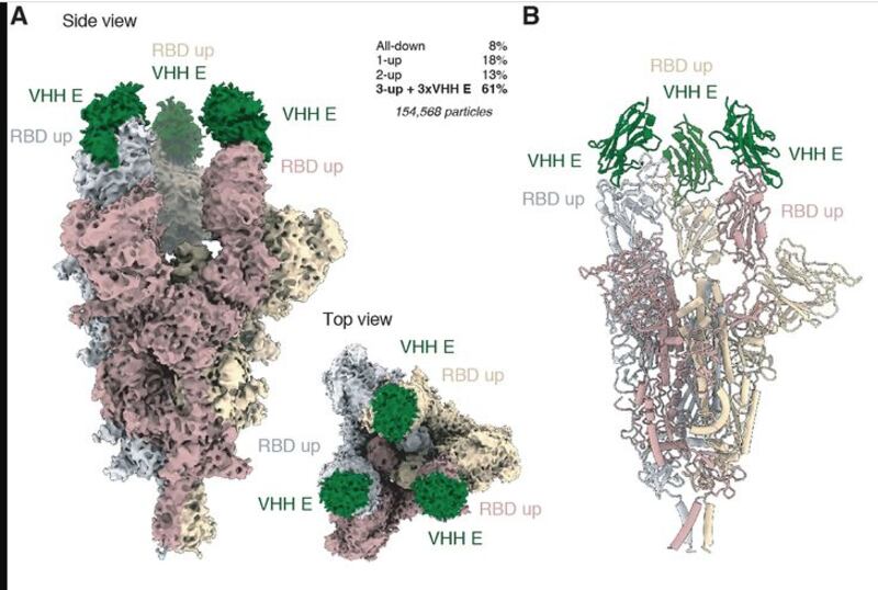 I ricercatori hanno cucito insieme nanoanticorpi (in verde) che si legano a due punti diversi sulla proteina spike di SARS-CoV-2