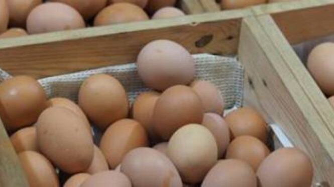 Lotti di uova ritirati dal mercato per gli alti livelli di Fipronil