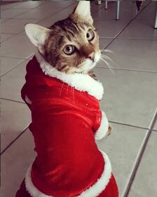 Il miglior Buon Natale è quello che ci augurano i nostri animali 4