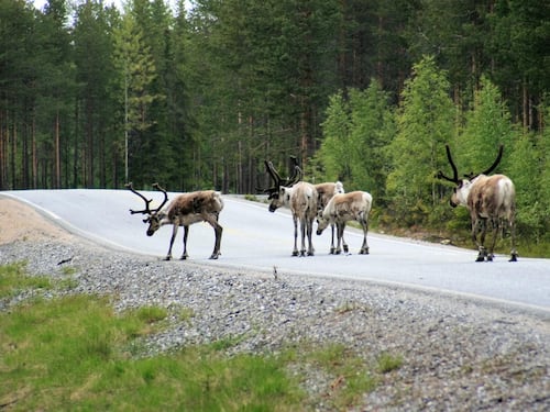 Strade killer e animali selvatici, storie di pericoli e salvataggi