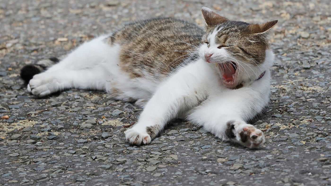 Battaglia per un gatto. La priorità della grillina arriva in Parlamento