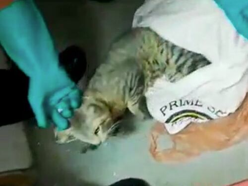 Costa Rica, arrestato un gatto: aiutava i criminali in carcere