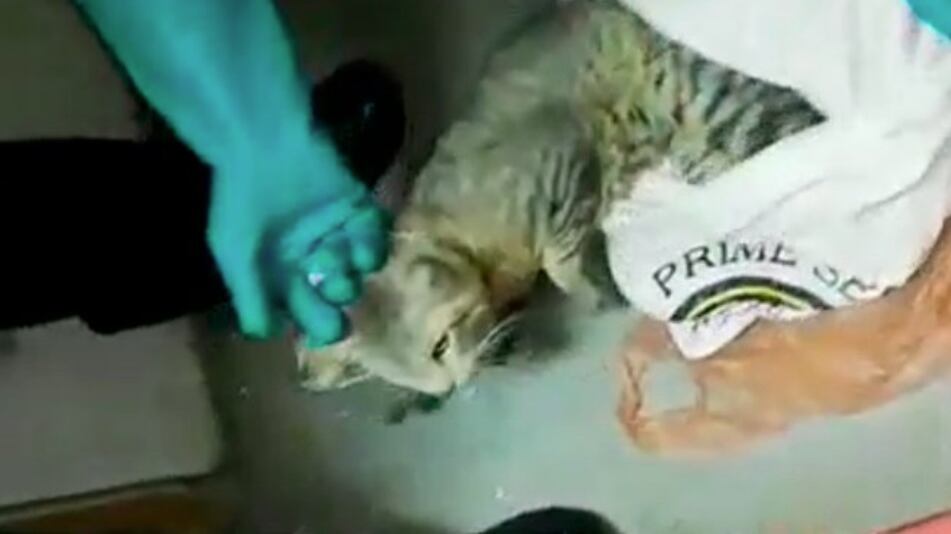 Costa Rica, arrestato un gatto: aiutava i criminali in carcere