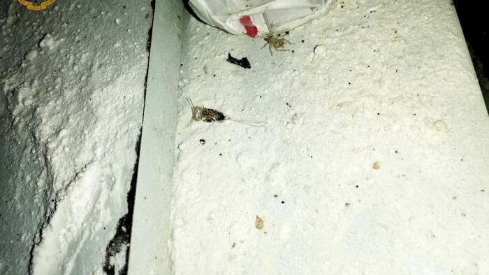 Alimenti avariati. Maxi-sequestro in ristorante cinese a Torino