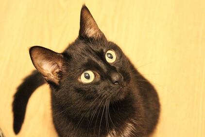 Gatto nero, foto 45