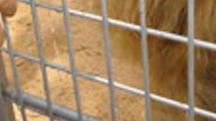 Guerra addio: lo zoo di Tripoli torna a ruggire