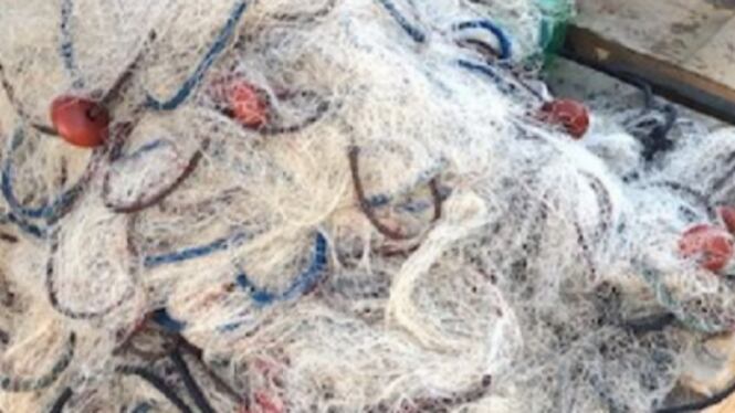 I nostri mari sempre più a rischio: ecco i danni della pesca illegale