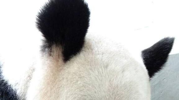 Un amore in bianco e nero unisce (e incanta) il mondo