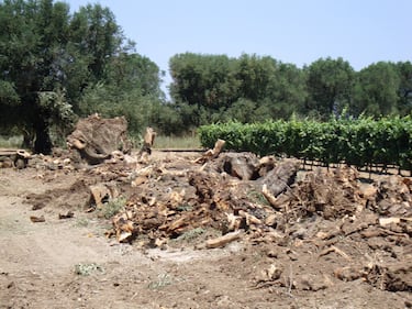 Ulivi abbattuti, il blitz a Oria 3