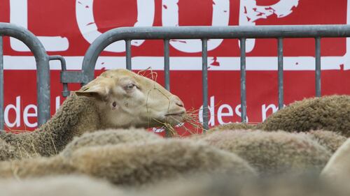 I pastori contro i lupi. Con le pecore alla Torre Eiffel 1