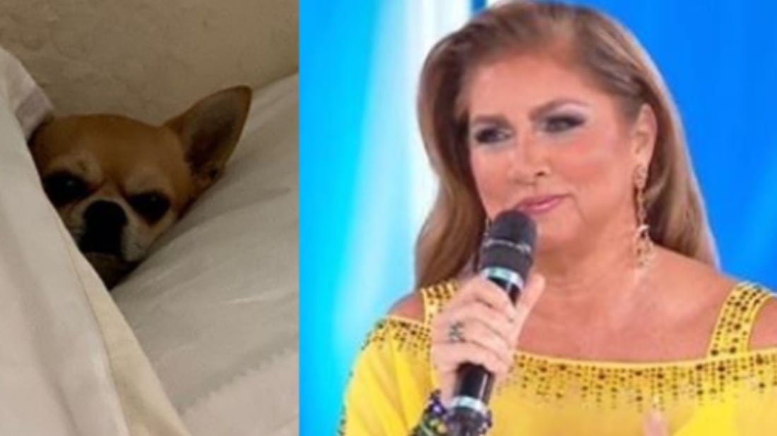 Coronavirus, Romina Power contro l'abbandono di animali: "Il virus non li attacca"