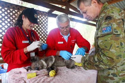 Incendi in Australia, a rischio migliaia di animali 6