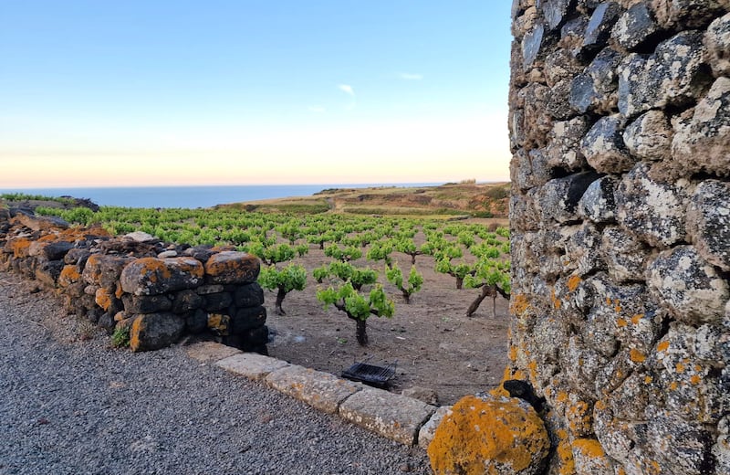 Mare, vigneti e tradizioni: il tesoro di Pantelleria 6