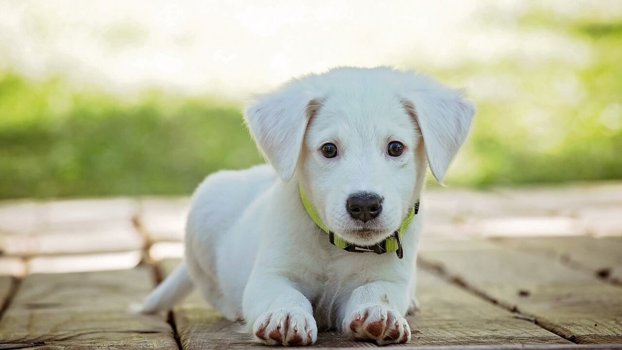 Spese veterinarie per animali domestici detraibili nel 2023: come indicarle