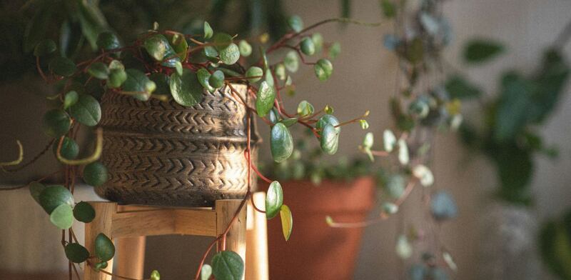 Peperomia