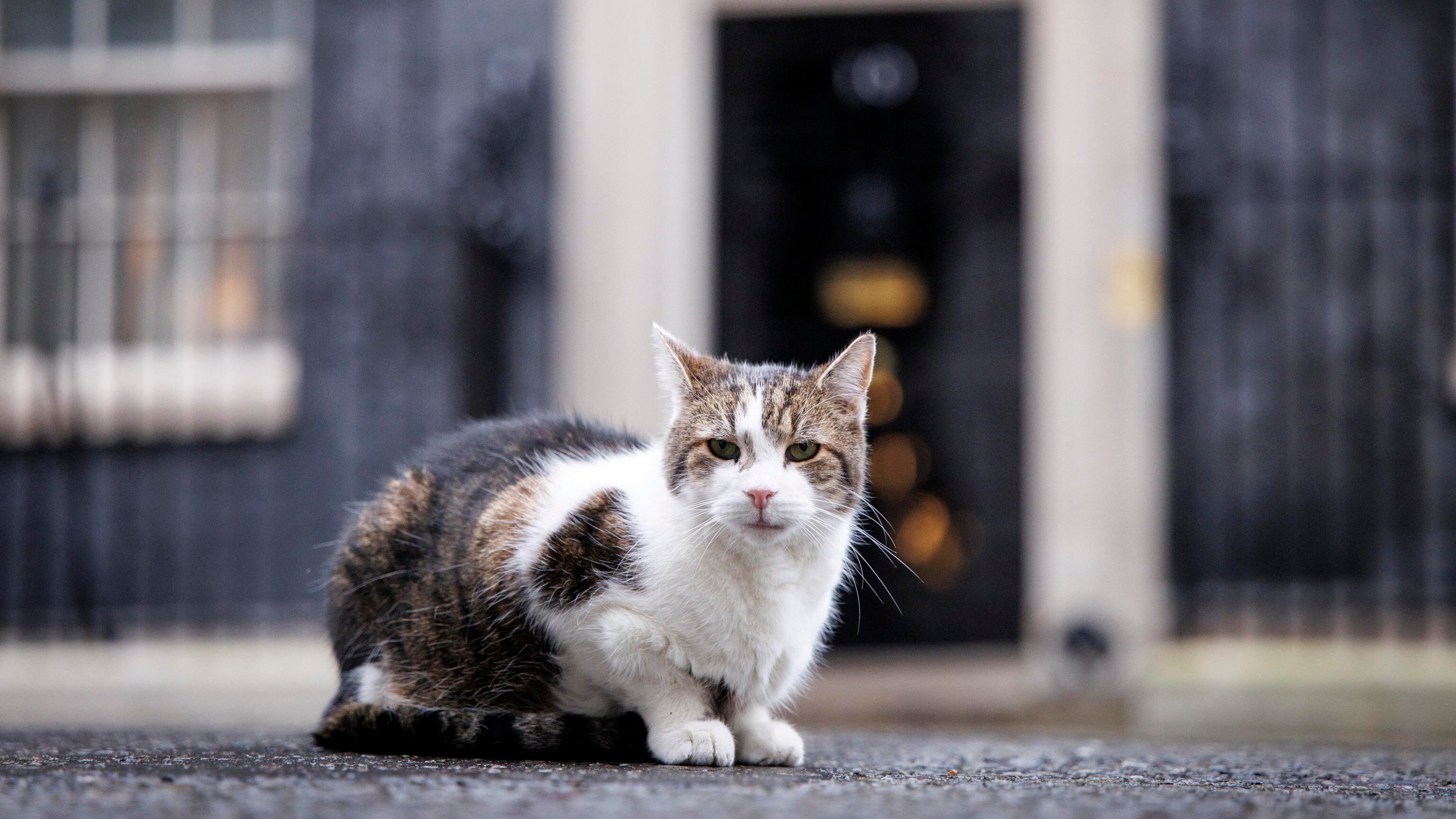 "Gattolici" di tutto il mondo in festa: ecco i "first cat" che graffiano i politici