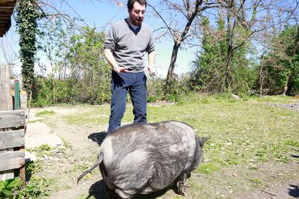 Salvini alle prese con un maiale nel campo Rom 3