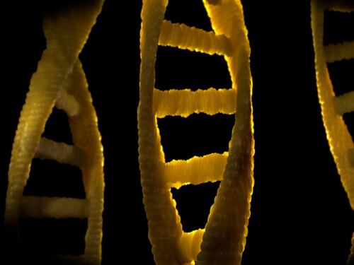 Cromosoma X, il segreto della longevità femminile