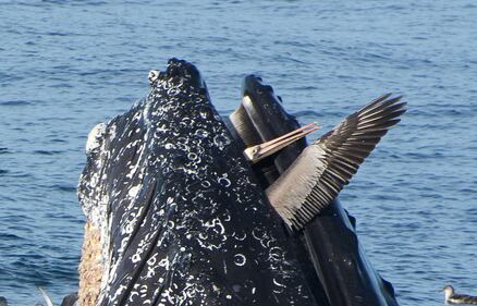 Il pellicano rischia la vita...nella bocca di una balena 3