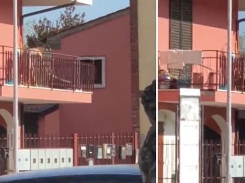 Bastona il cane sul balcone: denunciata per maltrattamenti