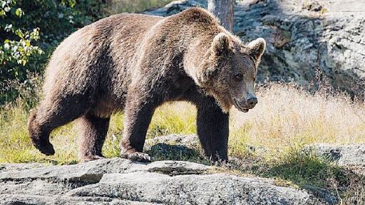 Salvate l’orso Papillon: rinchiuso e stressato si sta lasciando morire