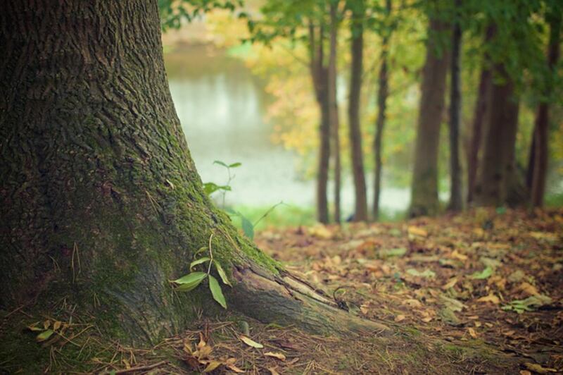 Bosco e natura