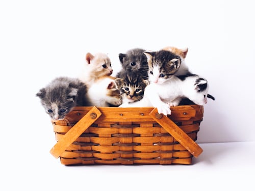 Pesci che contano, polpi che litigano e gatti che sanno tutto...