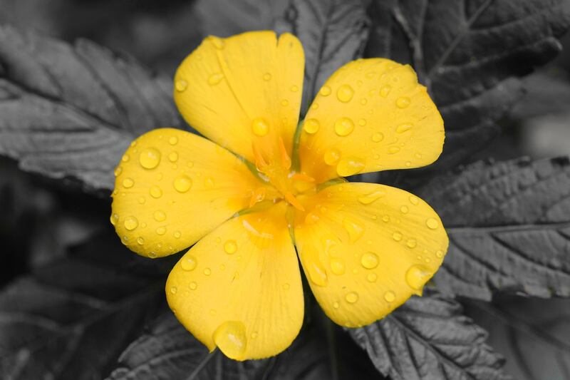 Damiana