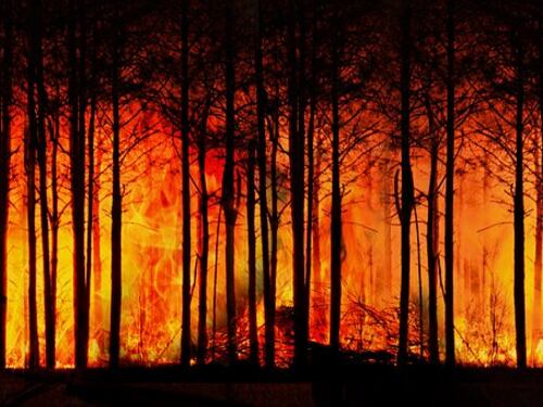 Sicilia, il Corpo forestale ferma le attività nei festivi Rischio incendi
