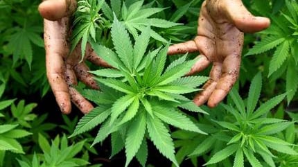 Negli ultimi 20 anni marijuana 3 volte più potente