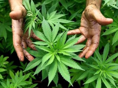 Negli ultimi 20 anni marijuana 3 volte più potente