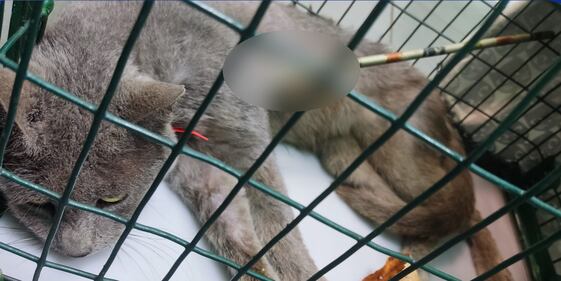 Colonia felina colpita a Roma: le foto dei gatti feriti 2