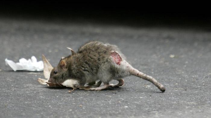 Dai topini cinesi arriva la prova. I maschi? Inutili