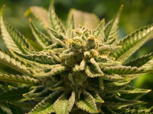 Consumo cannabis tra gli adolescenti: allarme salute