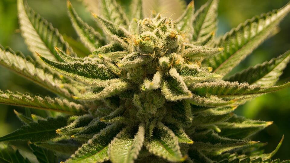 Consumo cannabis tra gli adolescenti: allarme salute