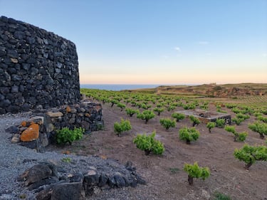 Mare, vigneti e tradizioni: il tesoro di Pantelleria 14