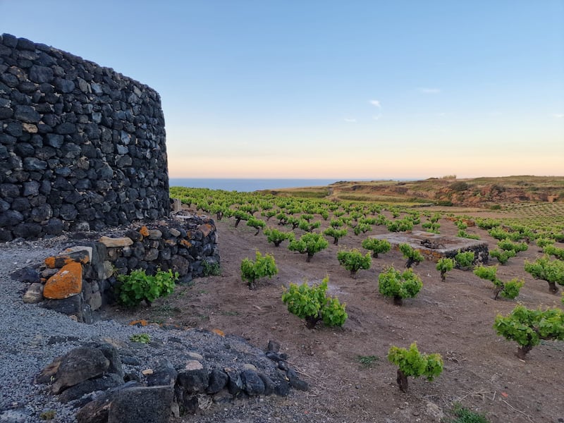 Mare, vigneti e tradizioni: il tesoro di Pantelleria 14