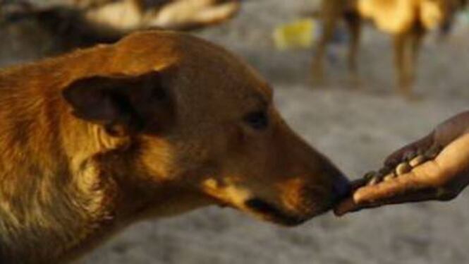 Brindisi, cane abbandonato in aeroporto: denunciata la padrona