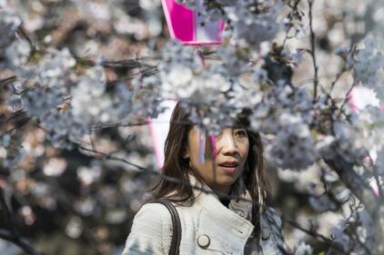 Lo spettacolo dei ciliegi in fiore a Tokyo 3